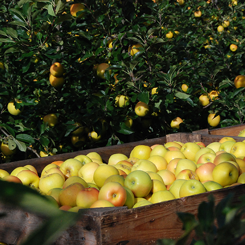 opal apple Taste the hidden beauty of opal® stay true