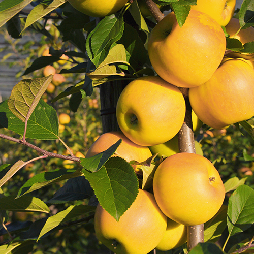 opal apple Taste the hidden beauty of opal® stay true