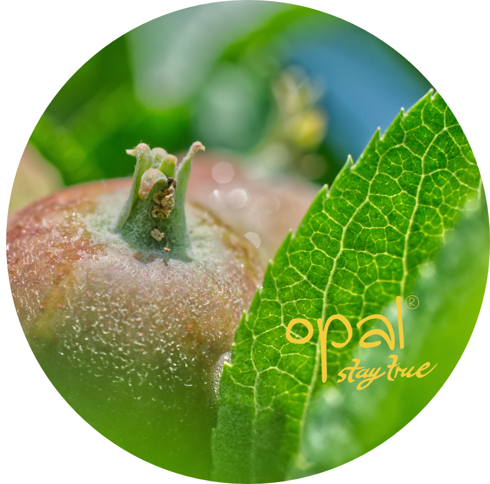 Partners – opal apple