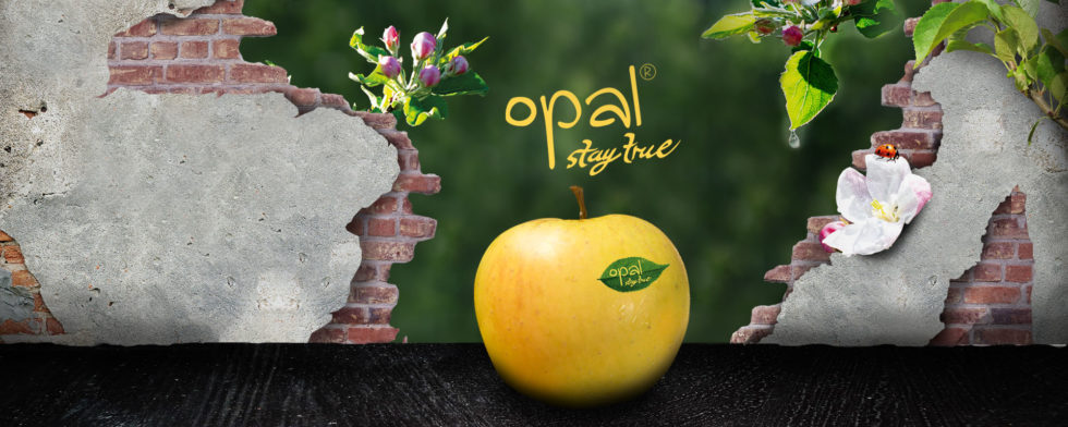 Home – opal apple